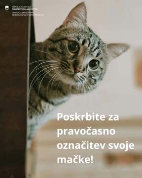 Mikročipiranje mačk (arhiv UVHVVR)