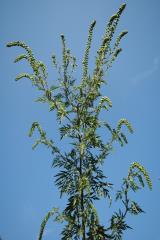 Ambrozija (Foto arhiv URSVHVVR)